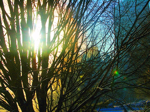 NY-Central_Park-January_Snow-13.JPG