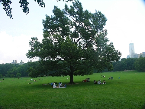 NY-Central_Park-Sheeps_Meadow-Sunbathing-09.JPG