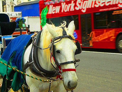 NY-Central_Park_South-People_Horses_Carriages-03.JPG