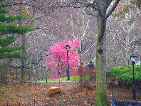 central park flowers