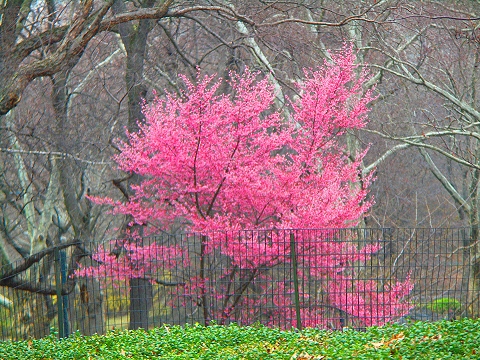 NY-Central_Park_Spring_2008-First_Flowers-Angel_of_The_Waters-11.JPG