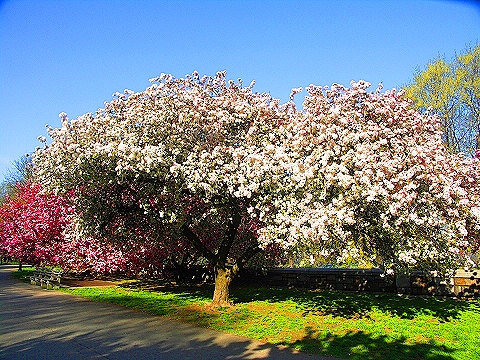 NY-Cherry_Blossoms-Riverside_Park-02.JPG