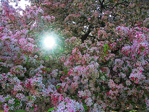 NY-Cherry_Blossoms-Riverside_Park-03.JPG
