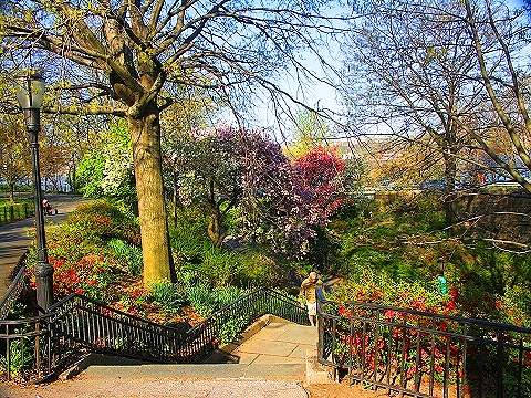 NY-Cherry_Blossoms-Riverside_Park-04.JPG