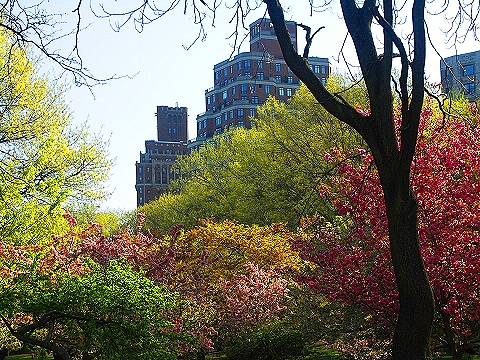 NY-Cherry_Blossoms-Riverside_Park-05.JPG