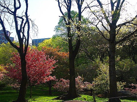 NY-Cherry_Blossoms-Riverside_Park-06.JPG
