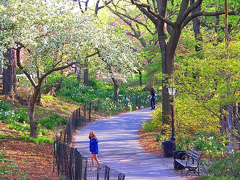 NY-Cherry_Blossoms-Riverside_Park-07.JPG