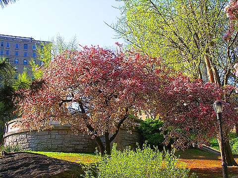 NY-Cherry_Blossoms-Riverside_Park-08.JPG