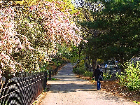 NY-Cherry_Blossoms-Riverside_Park-10.JPG
