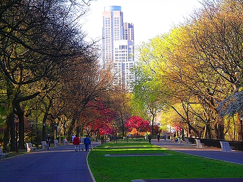 NY-Cherry_Blossoms-Riverside_Park-11.JPG