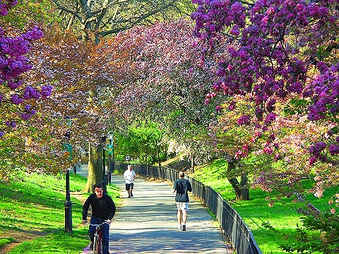 NY-Cherry_Blossoms-Riverside_Park-12.JPG