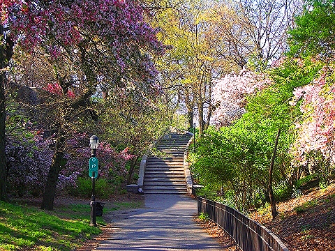 NY-Cherry_Blossoms-Riverside_Park-13.JPG