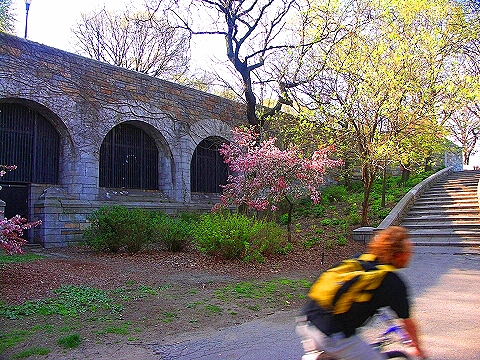 NY-Cherry_Blossoms-Riverside_Park-14.JPG