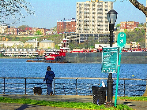 NY-Cherry_Blossoms-Riverside_Park-15.JPG