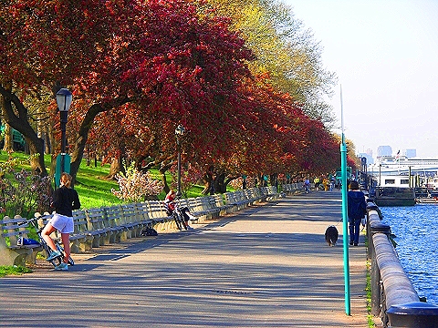 NY-Cherry_Blossoms-Riverside_Park-17.JPG