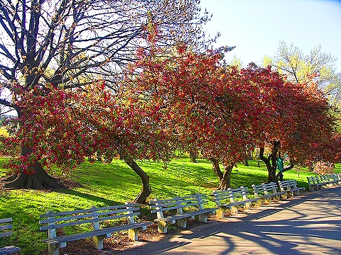 NY-Cherry_Blossoms-Riverside_Park-18.JPG