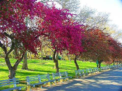 NY-Cherry_Blossoms-Riverside_Park-19.JPG