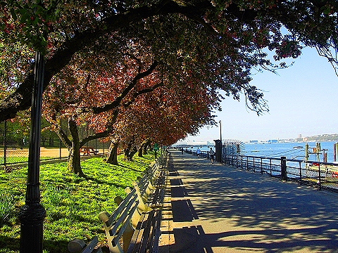 NY-Cherry_Blossoms-Riverside_Park-20.JPG