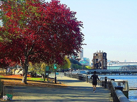 NY-Cherry_Blossoms-Riverside_Park-22.JPG