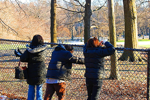 NY-Christmas_in_Central_Park-2008-12.JPG