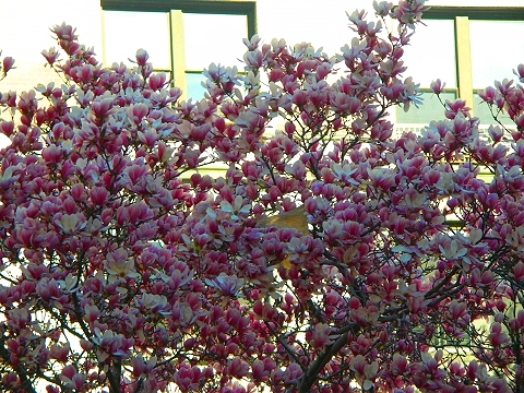 NY-Columbia_University-Spring-2008-07.JPG