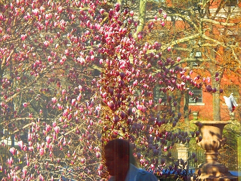 NY-Columbia_University-Spring-2008-15.JPG
