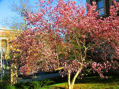 NY-Columbia_University-Spring-2008-16.JPG
