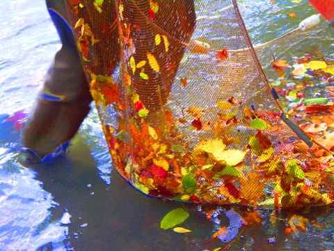 NY-Inwood-Seining_on_the_Harlem_River-Swindler_Cove_Park-03.jpg