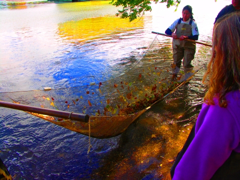 NY-Inwood-Seining_on_the_Harlem_River-Swindler_Cove_Park-04.jpg