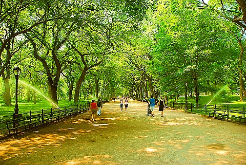 central park new york summer. Summer Phlox in Central Park