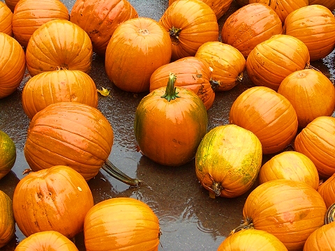 NY-Pumpkin_Festival-2007-Central_Park-05.JPG