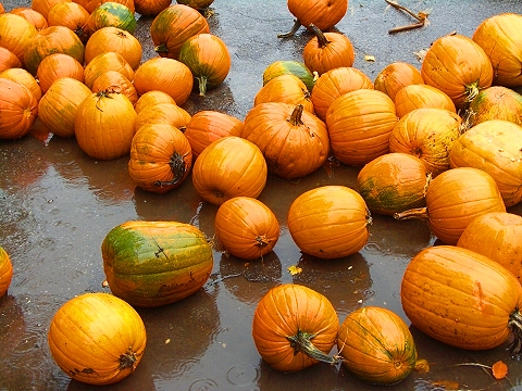 NY-Pumpkin_Festival-2007-Central_Park-06.JPG