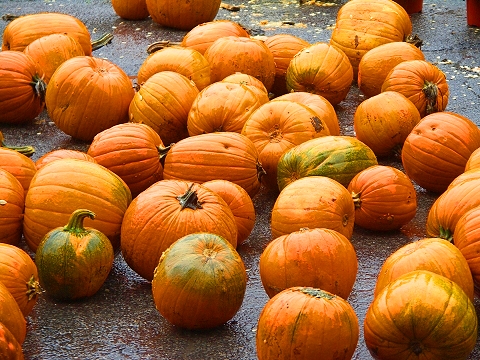 NY-Pumpkin_Festival-2007-Central_Park-08.JPG