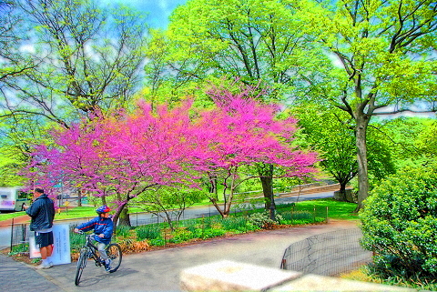 NY-Riverside_Park-01-Flowering_Tree.JPG