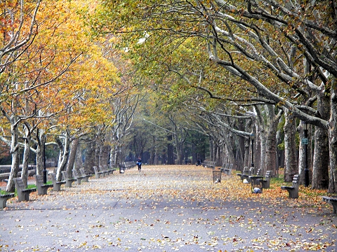 NY-Riverside_Park-Fall_Colors-Autumn-16.JPG