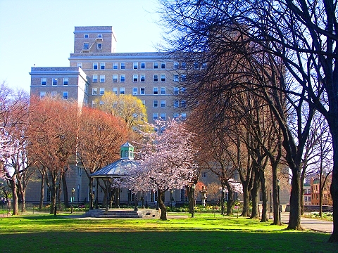 NY-Sakura_Park_Cherry_Blossoms-Spring_2008-02.JPG