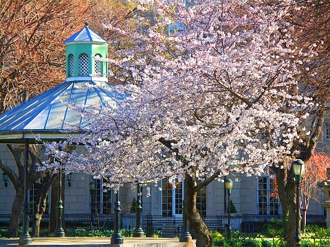 NY-Sakura_Park_Cherry_Blossoms-Spring_2008-03.JPG