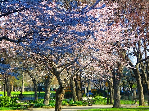 NY-Sakura_Park_Cherry_Blossoms-Spring_2008-04.JPG