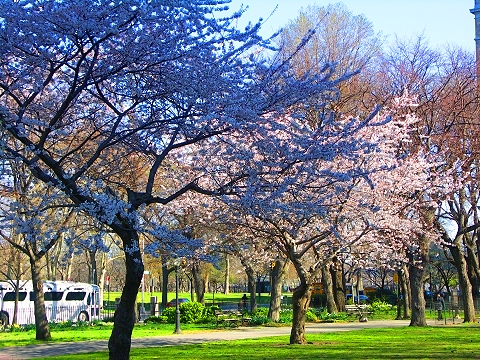 NY-Sakura_Park_Cherry_Blossoms-Spring_2008-05.JPG