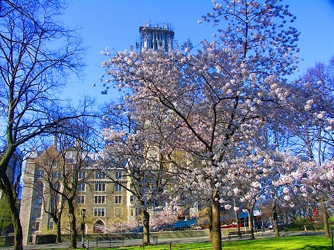 NY-Sakura_Park_Cherry_Blossoms-Spring_2008-06.JPG