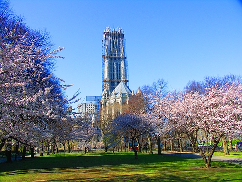 NY-Sakura_Park_Cherry_Blossoms-Spring_2008-10.JPG