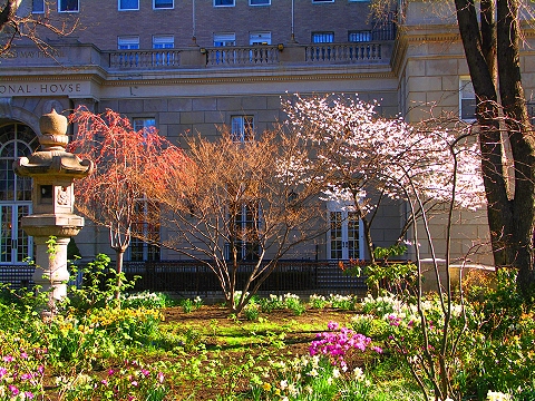 NY-Sakura_Park_Cherry_Blossoms-Spring_2008-11.JPG
