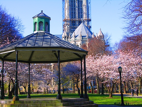 NY-Sakura_Park_Cherry_Blossoms-Spring_2008-12.JPG