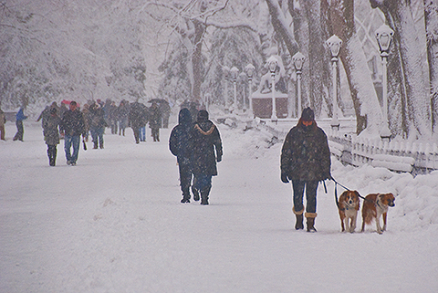 NY-Snow_Day_in_Central_Park-Feb_10-2010--27.jpg
