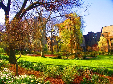 NY-St_John_The_Divine-Blooming_Flowering_Trees-05.JPG