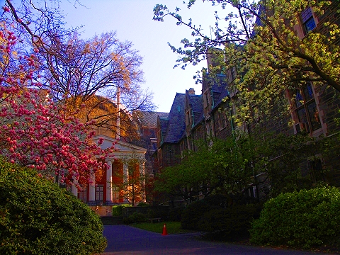 NY-St_John_The_Divine-Blooming_Flowering_Trees-10.JPG