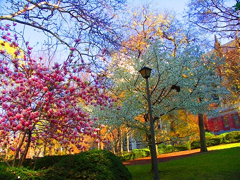 NY-St_John_The_Divine-Blooming_Flowering_Trees-11.JPG