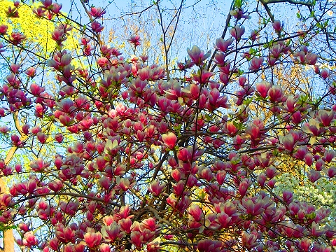 NY-St_John_The_Divine-Blooming_Flowering_Trees-12.JPG