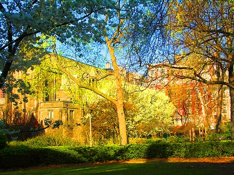 NY-St_John_The_Divine-Blooming_Flowering_Trees-14.JPG