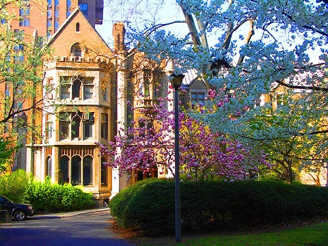 NY-St_John_The_Divine-Blooming_Flowering_Trees-15.JPG